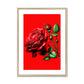 Red Rose Flower Framed & Mounted Print