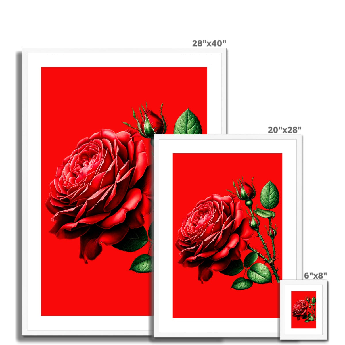 Red Rose Flower Framed & Mounted Print