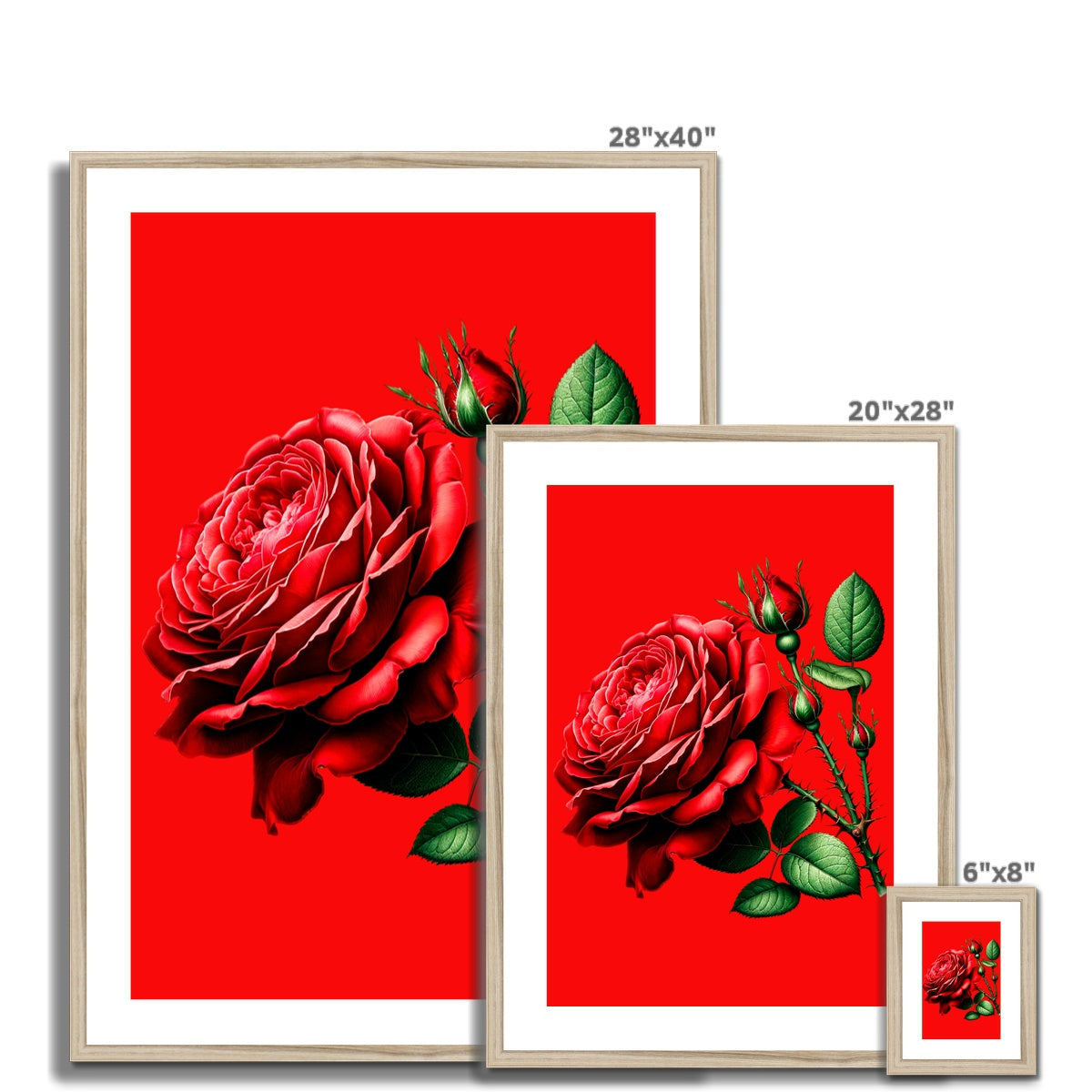 Red Rose Flower Framed & Mounted Print