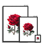 Red Rose Framed & Mounted Print
