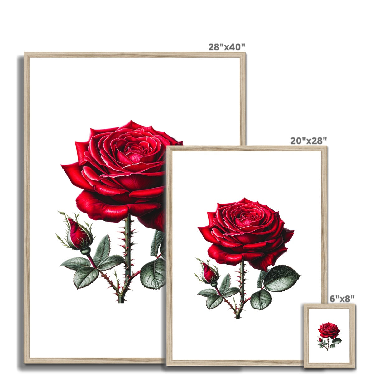 Red Rose Framed & Mounted Print