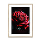 Red Rose Moody Framed & Mounted Print