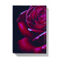 Red Rose Moody III Hardback Journal