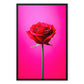 Red Rose Pink Framed Canvas