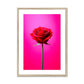 Red Rose Pink Framed & Mounted Print