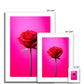 Red Rose Pink Framed & Mounted Print