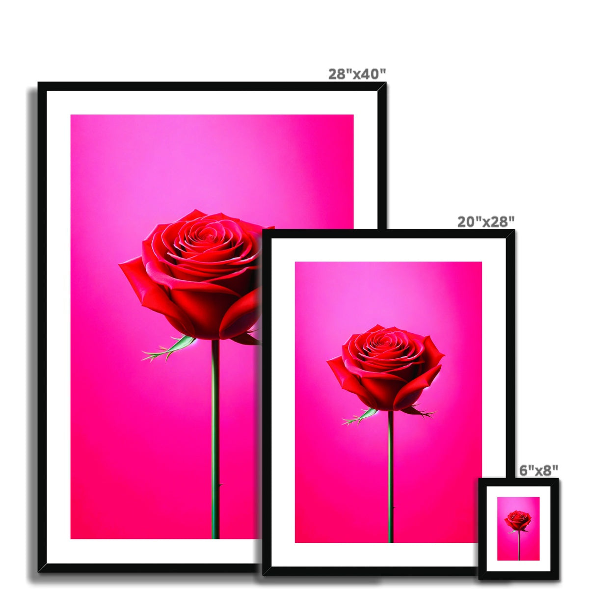 Red Rose Pink Framed & Mounted Print