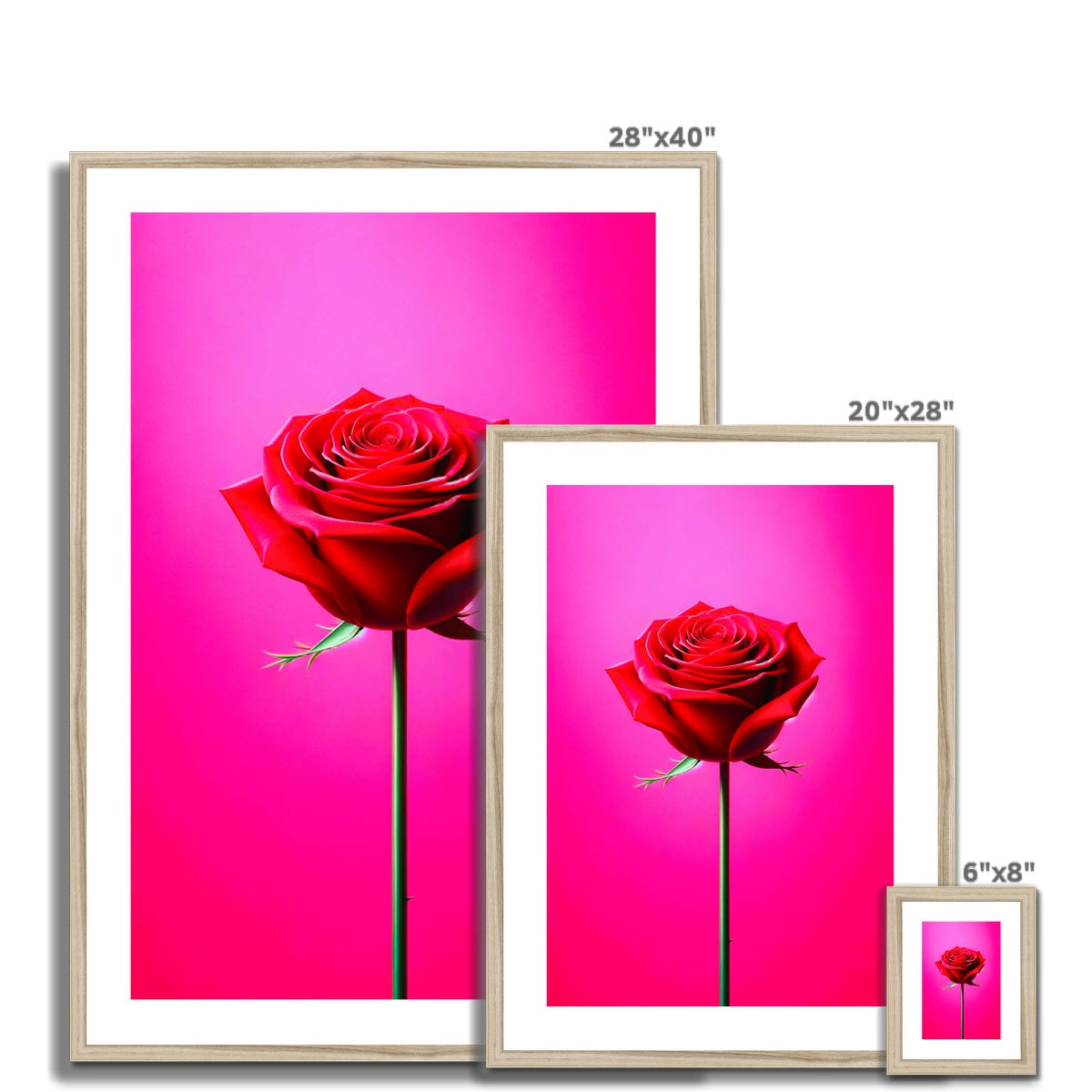 Red Rose Pink Framed & Mounted Print