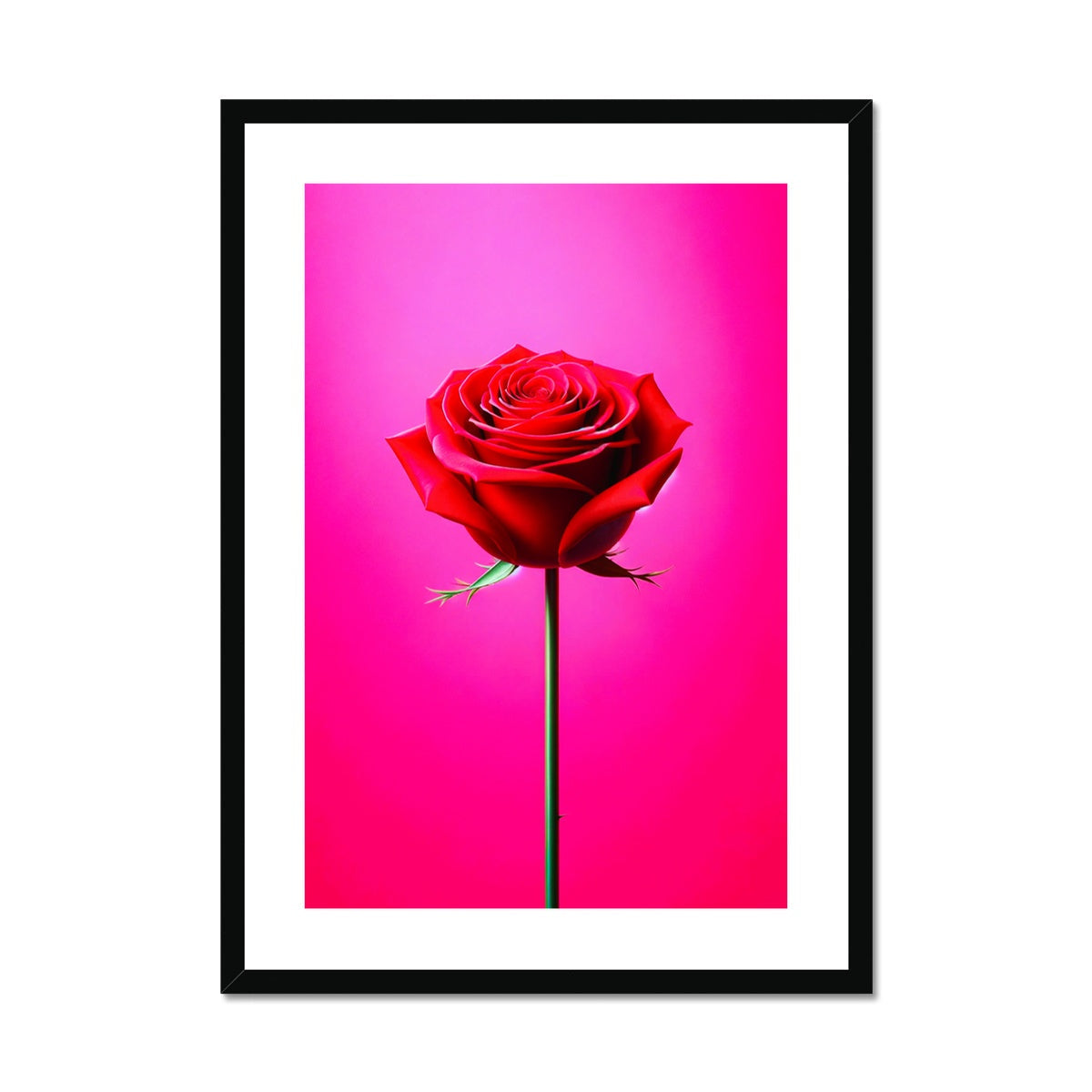 Red Rose Pink Framed & Mounted Print