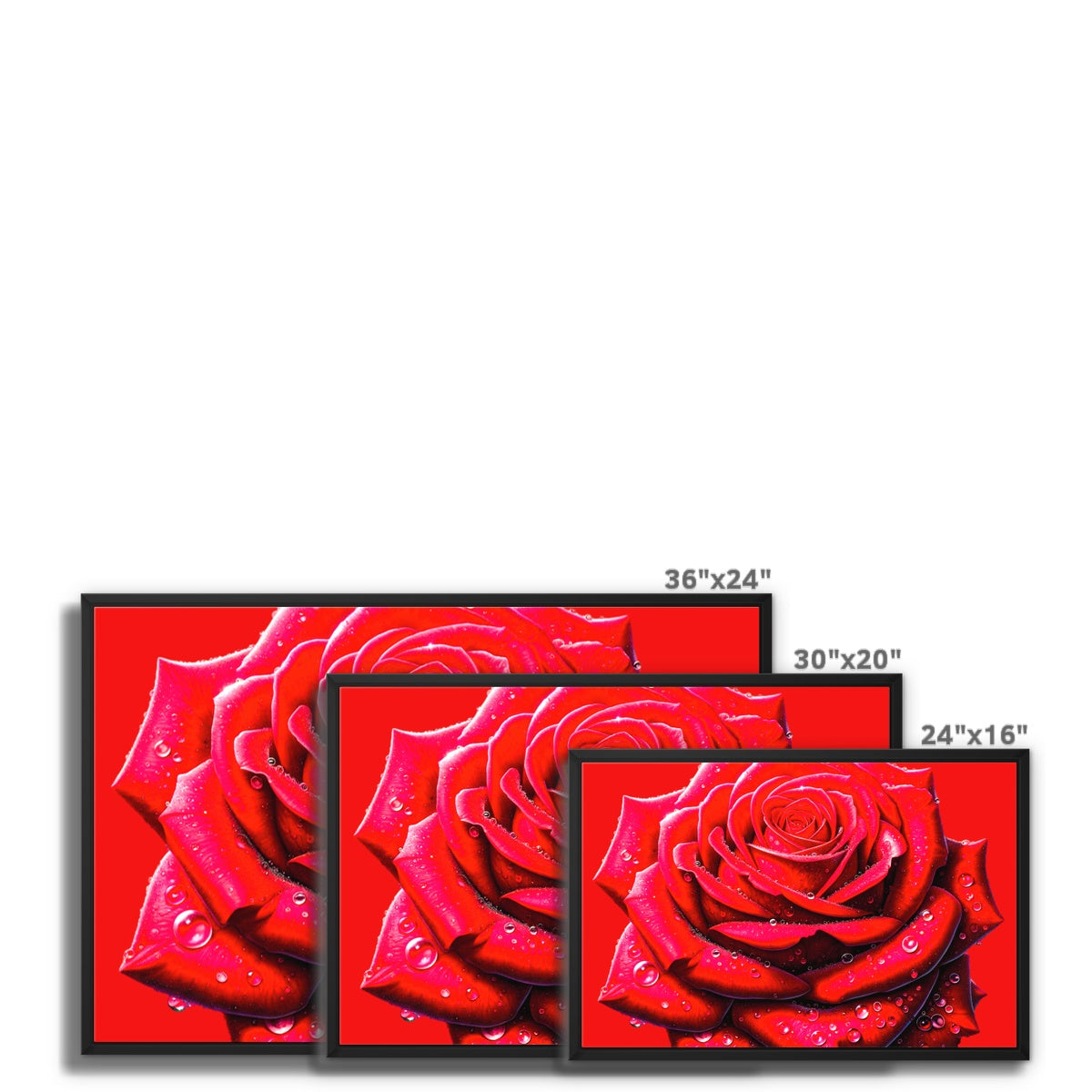 Red Rose Waterdrops Framed Canvas