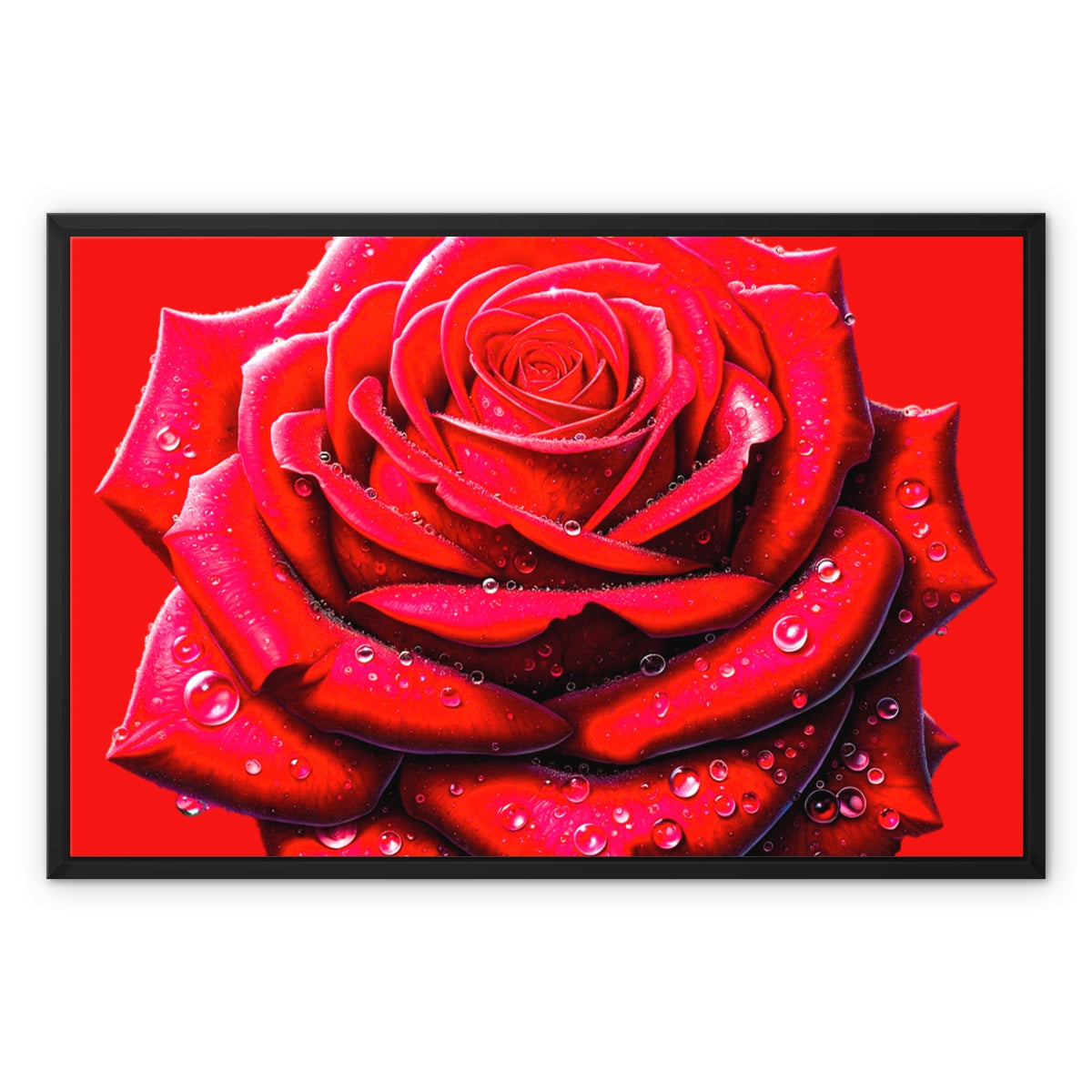 Red Rose Waterdrops Framed Canvas