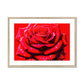 Red Rose Waterdrops Framed & Mounted Print