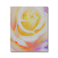 Cream Rose Canvas