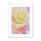 Cream Rose Framed & Mounted Print