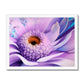 Lilac Blue Digital Flower Framed Print