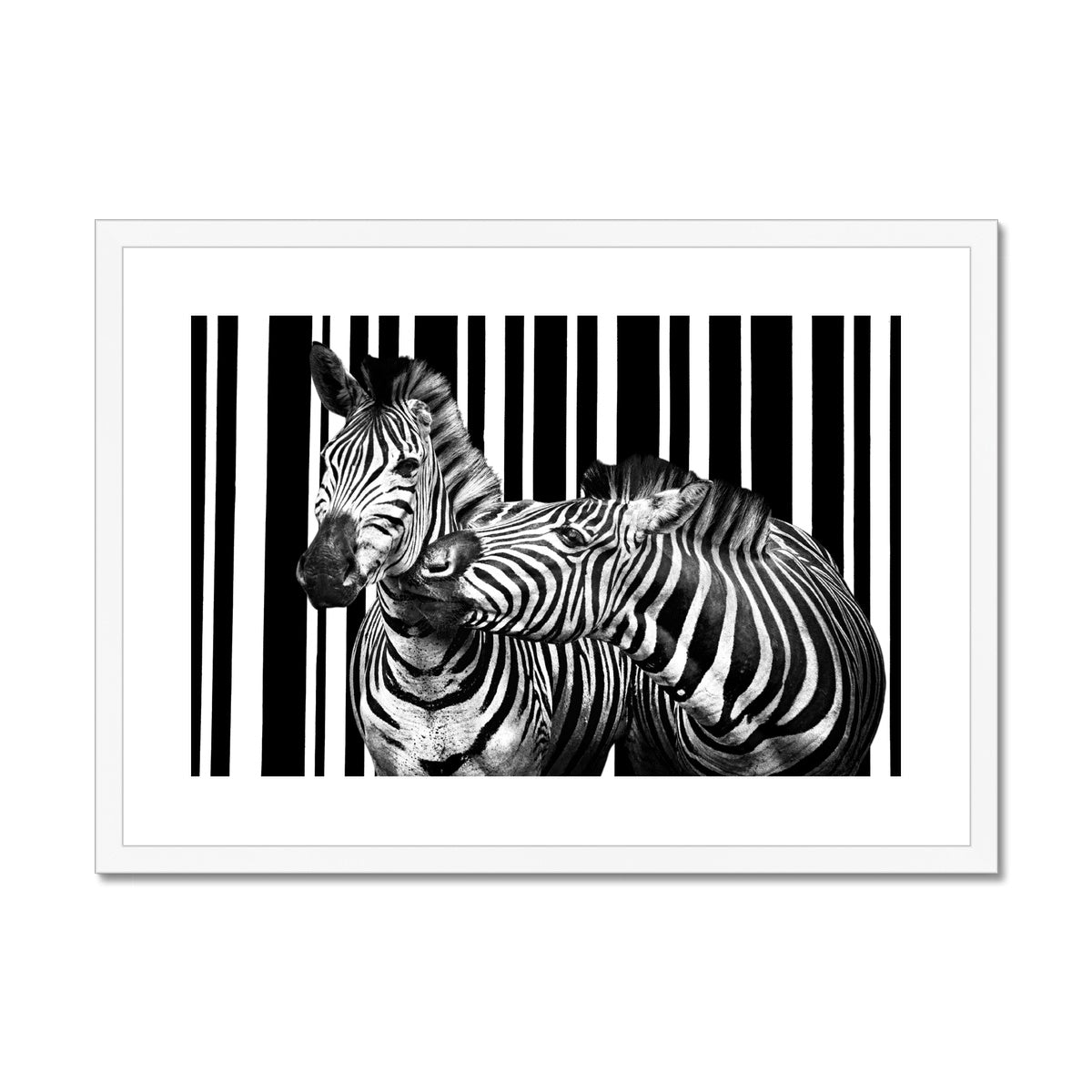 Two Zebra Framed & Mounted Print