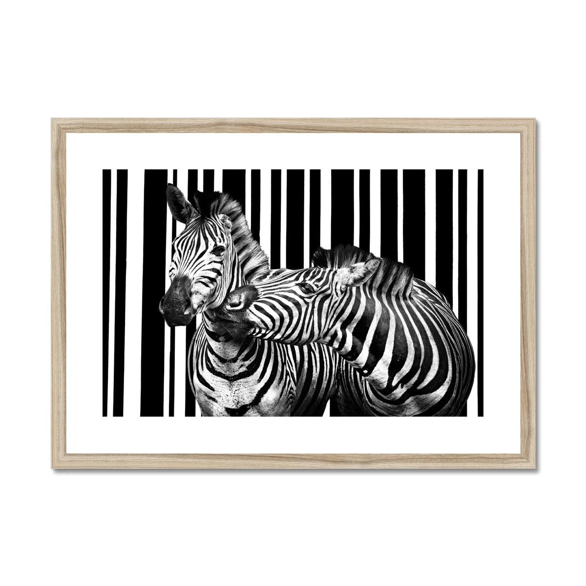 Two Zebra Framed & Mounted Print