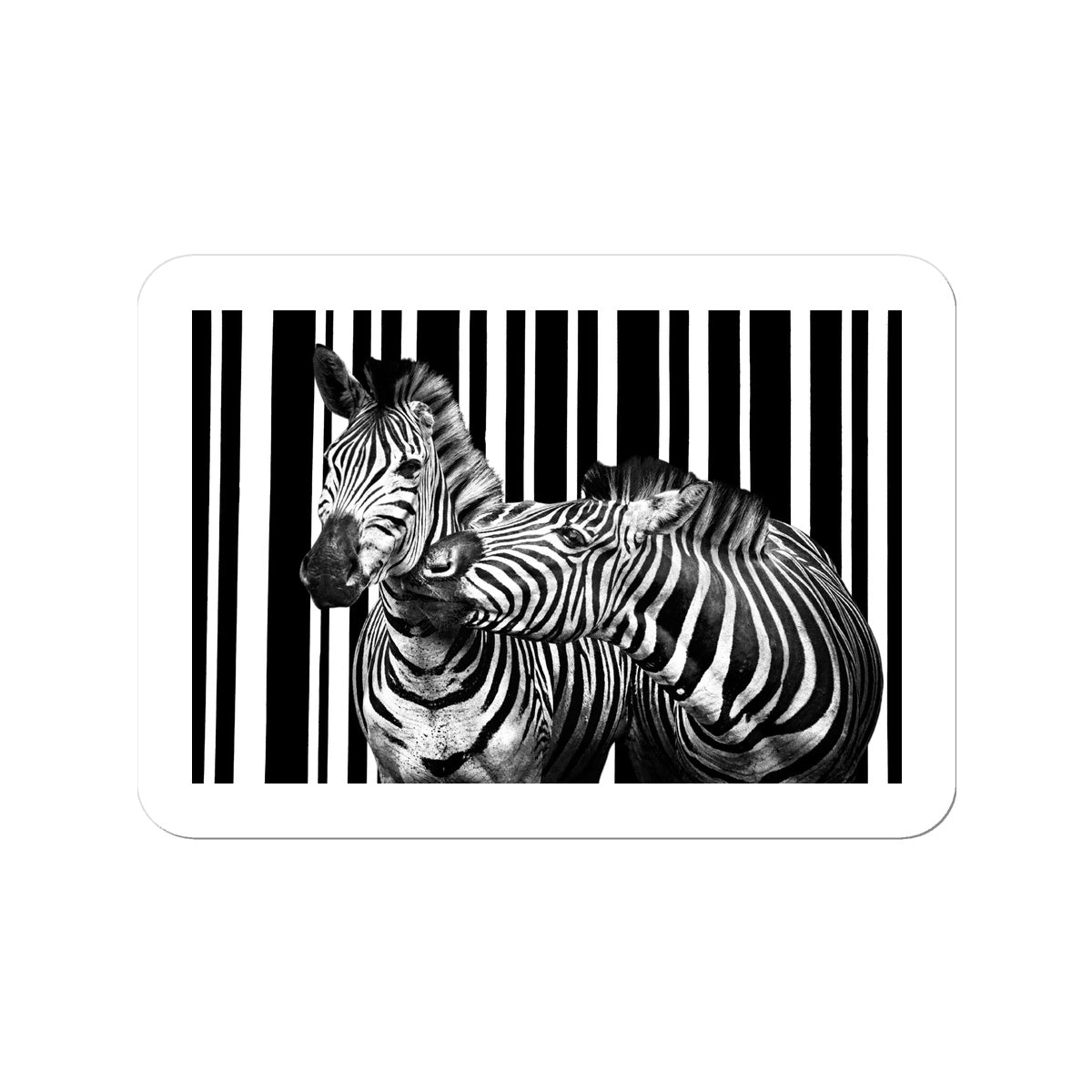 Two Zebra Sticker
