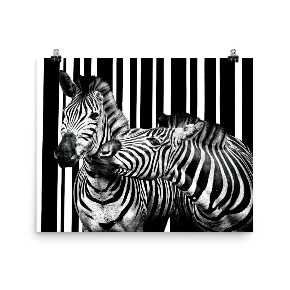 Two Zebra Matte Poster Print.