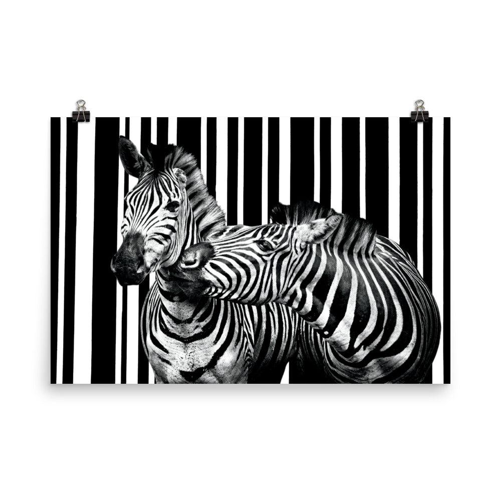 Two Zebra Matte Poster Print.