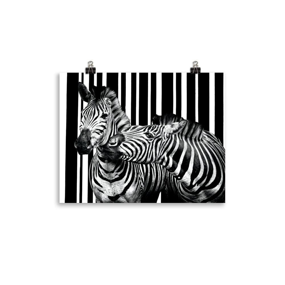 Two Zebra Photo Poster Print.