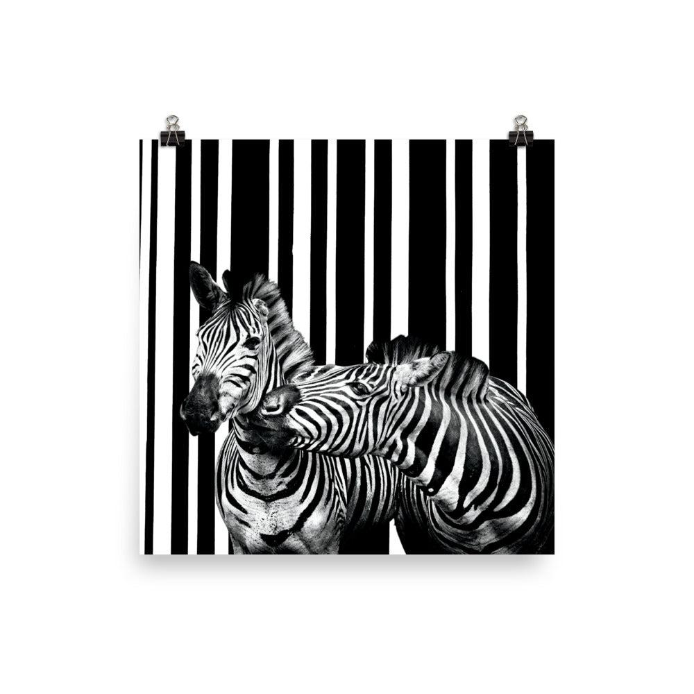 Two Zebra Photo Poster Print.