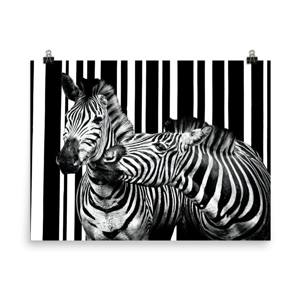 Two Zebra Photo Poster Print.