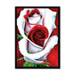 White Red Rose Framed Print